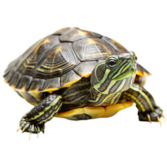 Obraz premium turtle on white background