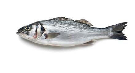 silvery sea bass fish, full body, side view, white background