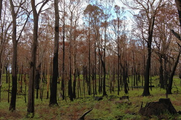 Fototapeta premium burned forest