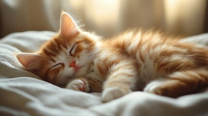 Cute Orange Kitten Sleeping on the Bed  
