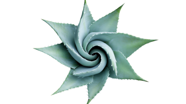 Agave plant forming a perfect spiral on a transparent background