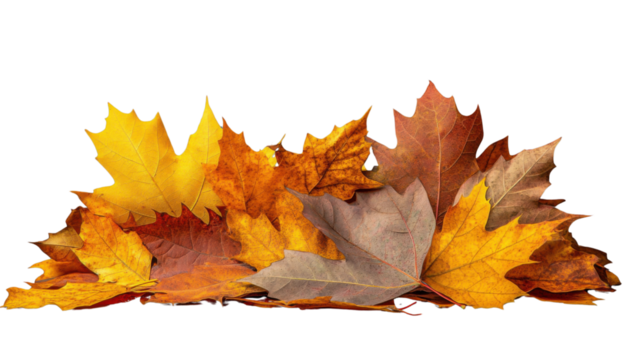 Colorful autumn maple leaves creating a vibrant seasonal display on transparent background