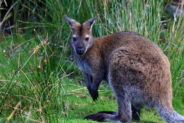bennet wallaby