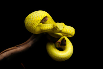 yellow snake on black