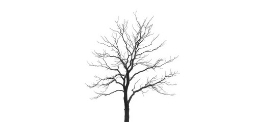 Obraz premium Lone deciduous tree, stark branches against pure white, single, branches