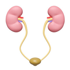 kidneys with bladder isolated. 3d illustration render