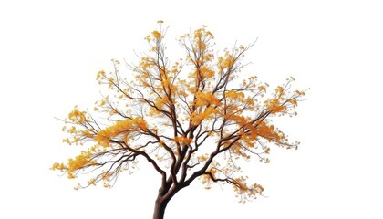 Fototapeta premium A lone deciduous tree, branches reaching skyward, isolated on pure white, element, flora