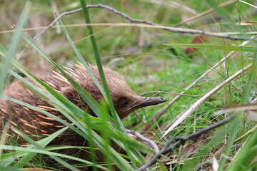 Fototapeta premium echidna