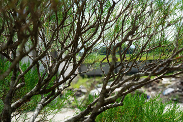 Fototapeta premium leafy tree branch with natural background