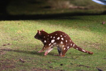 spotted quoll