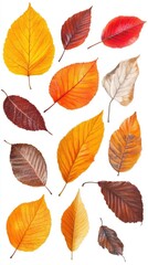 Autumn Leaves Collection: Orange, Yellow, Red, Brown Foliage