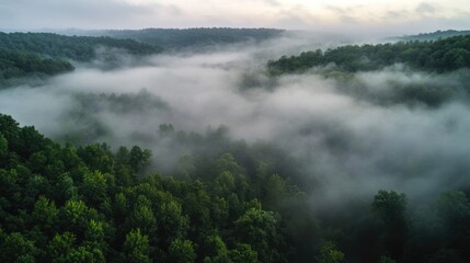 Obraz premium Serene early morning scene in a foggy forest with soft mist obscuring the trees. The sun is just beginning to rise, creating a magical atmosphere.