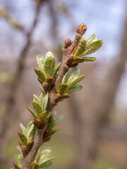 sea ​​buckthorn branch closeup