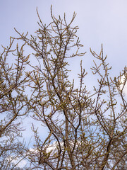 sea ​​buckthorn branches in spring