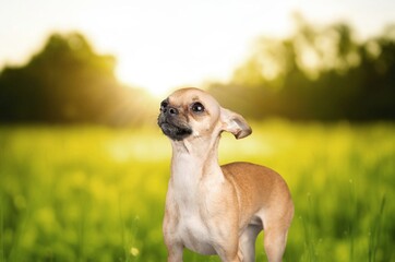 Cute dog pet puppy sitting at a meadow