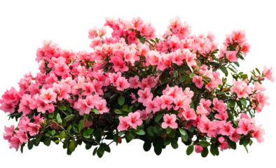 Thumbnail of a pink flower bush with leaves, transparent background