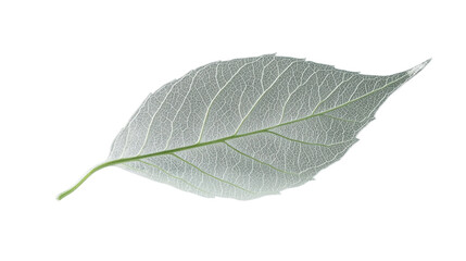Obraz premium Delicate skeleton leaf showing intricate veins on transparent background