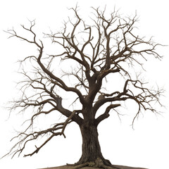 Fototapeta premium tree silhouette isolated on transparent background 