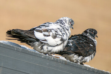 A pair of pigeons on a roof ledge on a winter day