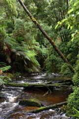 Fototapeta premium tasmanian landscape