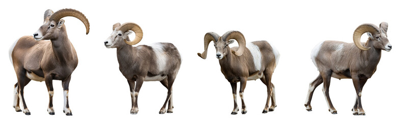Four bighorn sheep in various poses showcasing their majestic appearance.