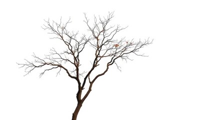 Obraz premium A lone deciduous tree, branches reaching skyward, against a pure white backdrop, artwork, peaceful