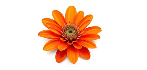 A single, vibrant flower, petals perfectly formed, isolated on pure white, single flower, plant