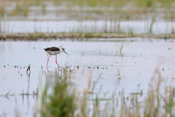 pied stilt
