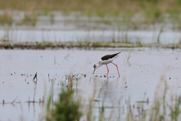 pied stilt