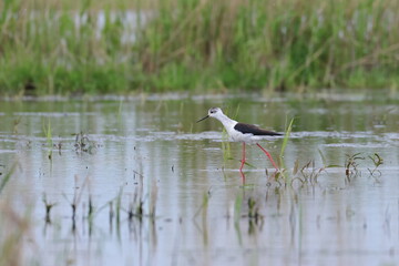 pied stilt