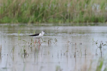 pied stilt