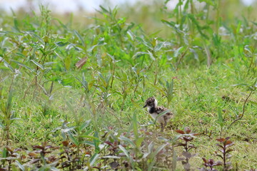 lapwing chick