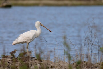 yellow billed spoonbill