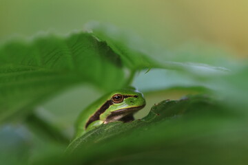 tree frog