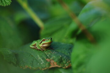 frog