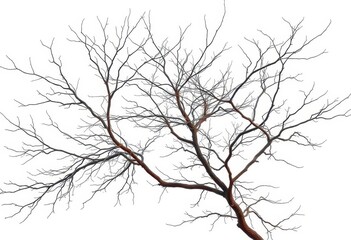 Obraz premium Bare, intricately branched tree limbs against a pure white backdrop, tree, detail