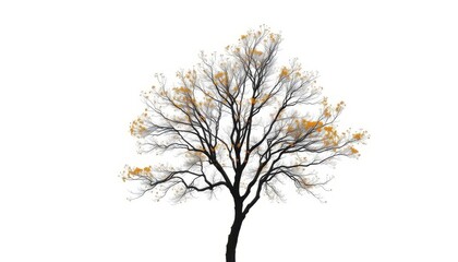 Fototapeta premium Lone deciduous tree, branches reaching skyward, stark white backdrop, natural, background