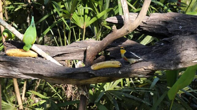 tropical brazilian rainforest birds - maritaca, parakeet