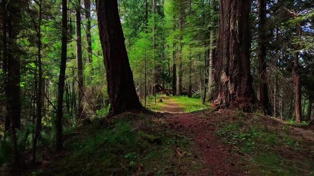 Floating through peaceful forest trail.