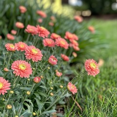 Pink Chrysanthemums in a Garden