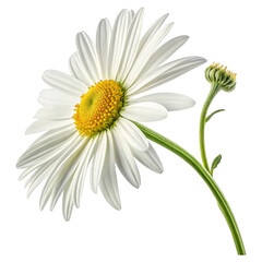 Obraz premium daisy isolated on white background
