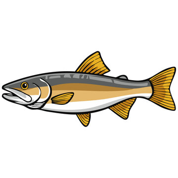Salmon fish vector illustration in colorful hand drawn style. Detailed freshwater fish with silver body and golden fins isolated on white for fishing wildlife seafood and aquatic nature design.