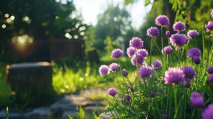 Obraz premium Vibrant Purple Flowers in Sunny Garden with Blurred Background