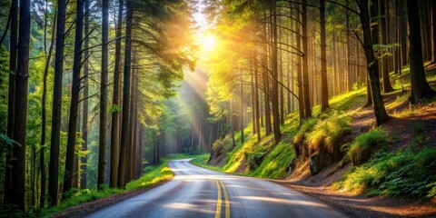 Winding mountain road leading into a dense forest with tall trees and sunlight filtering through leaves , wilderness, trees