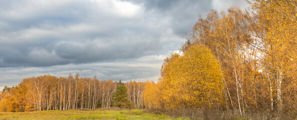 Field of trees with a cloudy sky in the background