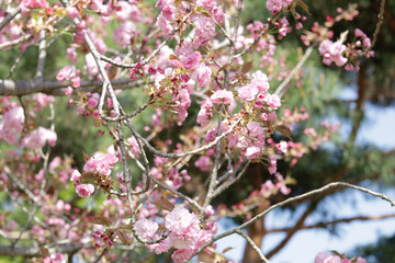 Flower and leaf background pretty natural thing