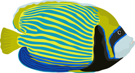 Adult Emperor Angelfish Illustration