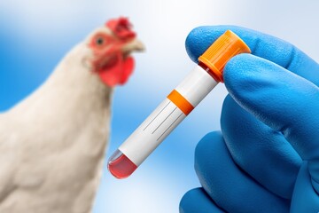 A test tube with blood test for influenza.Checking the chicken