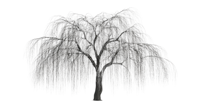 Weeping willow tree swaying gently with transparent background