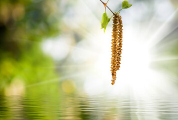  Golden blossoms below a radiant sun illuminate a tranquil water surface in a serene natural setting